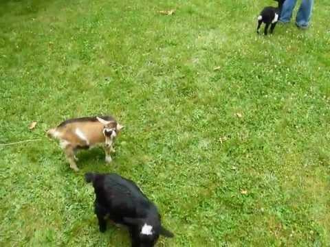 Marcel the cat goes to the moon