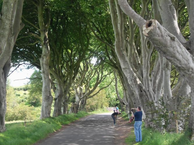 Dark Hedges, Ballintoy, Ireland